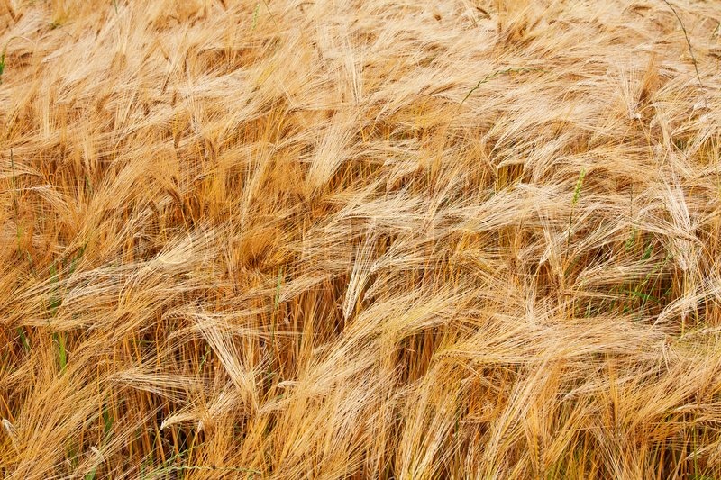 field of barley