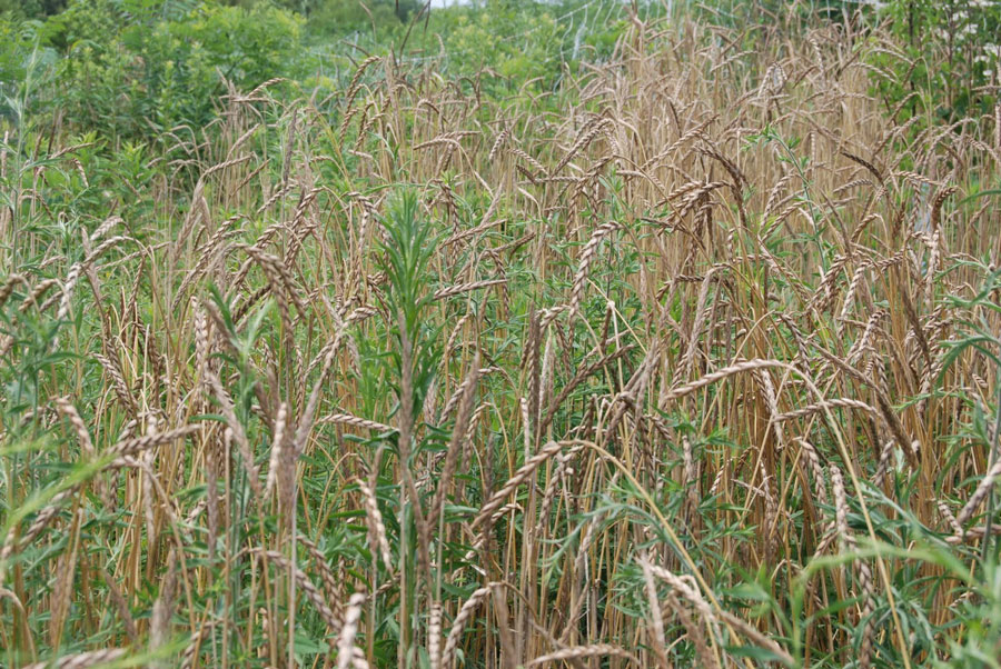 weeds mixed with wheat