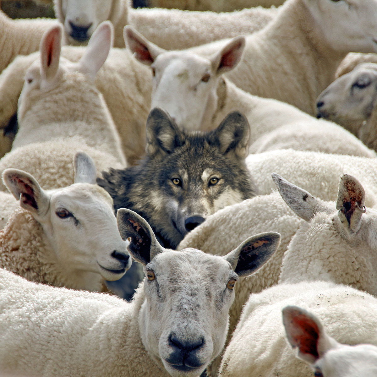 Wolf in with the sheep